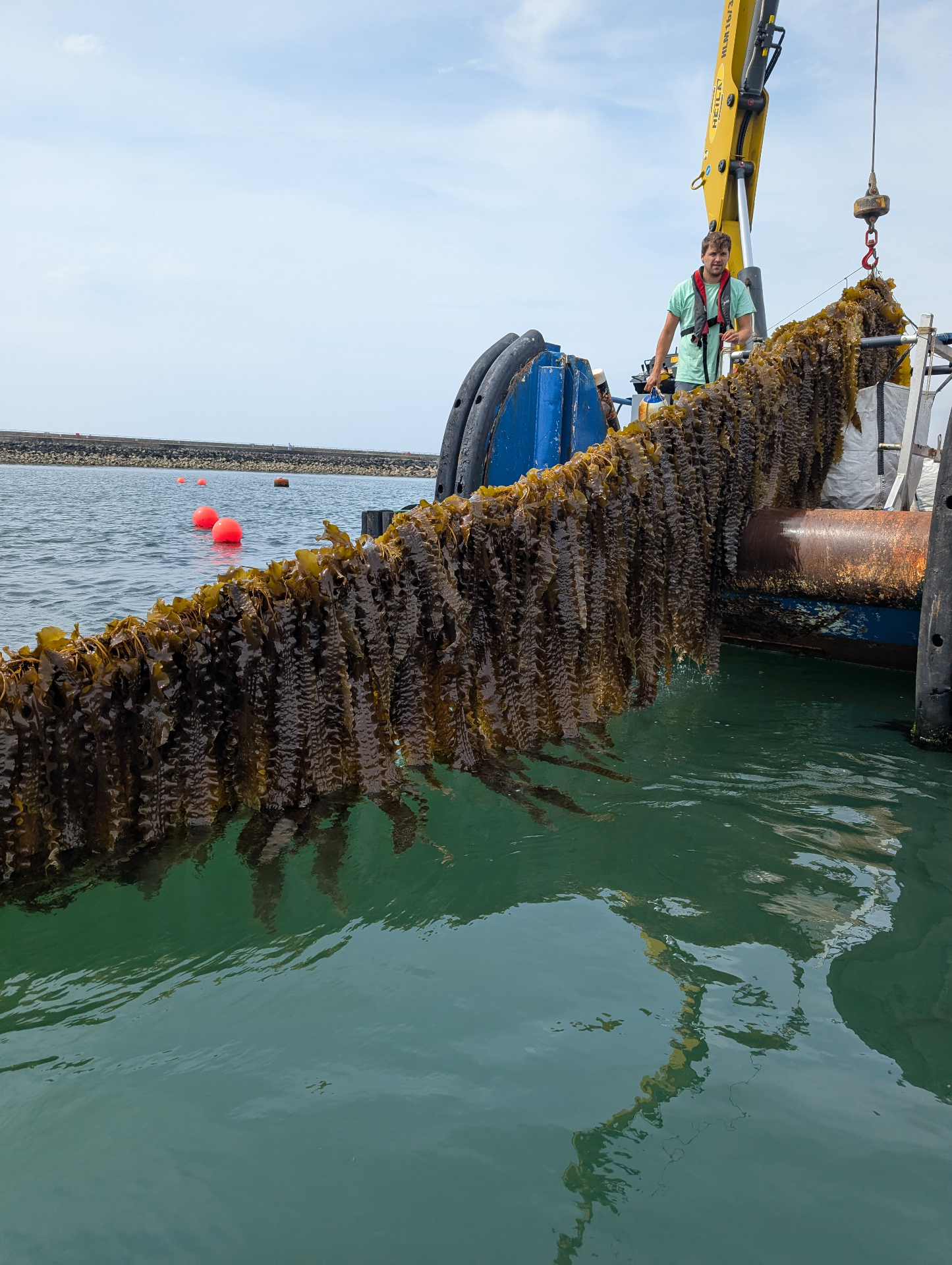 Today we are harvesting with the help of @cattewaterharbourplymouth. Team work makes the dream work.