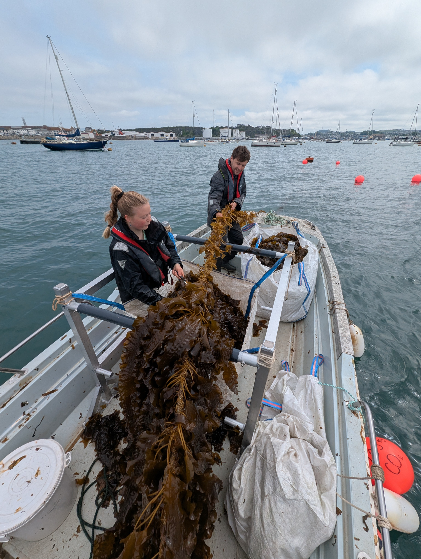 Kelp processing is in full swing to bring your plants a healthy dose of Kelp Juice very soon.