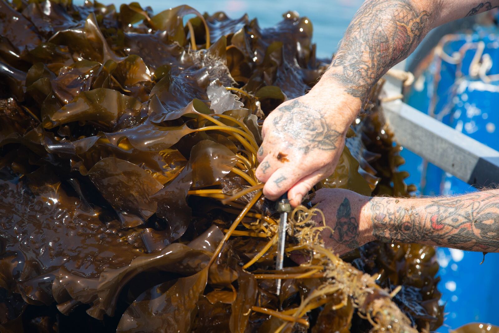 Freshly harvested kelp lines being lifted from a Plymouth harbour aboard the BluGreens vessel